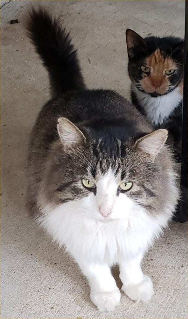 Hoss, Adoptable, Senior Male Tabby.