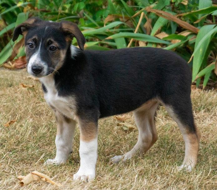 Jessie, a ADOPTABLE mixed breed in Ridgefield, WA image 2/3
