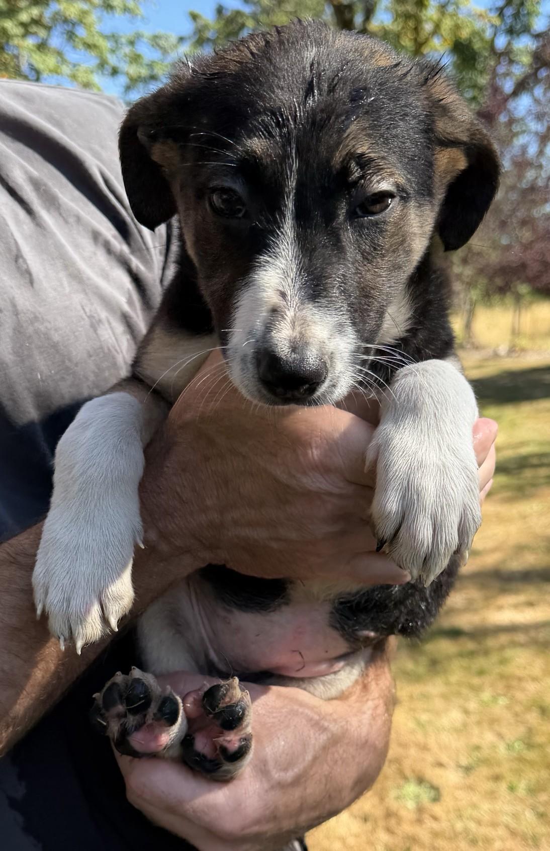 Jessie, a ADOPTABLE mixed breed in Ridgefield, WA image 3/3