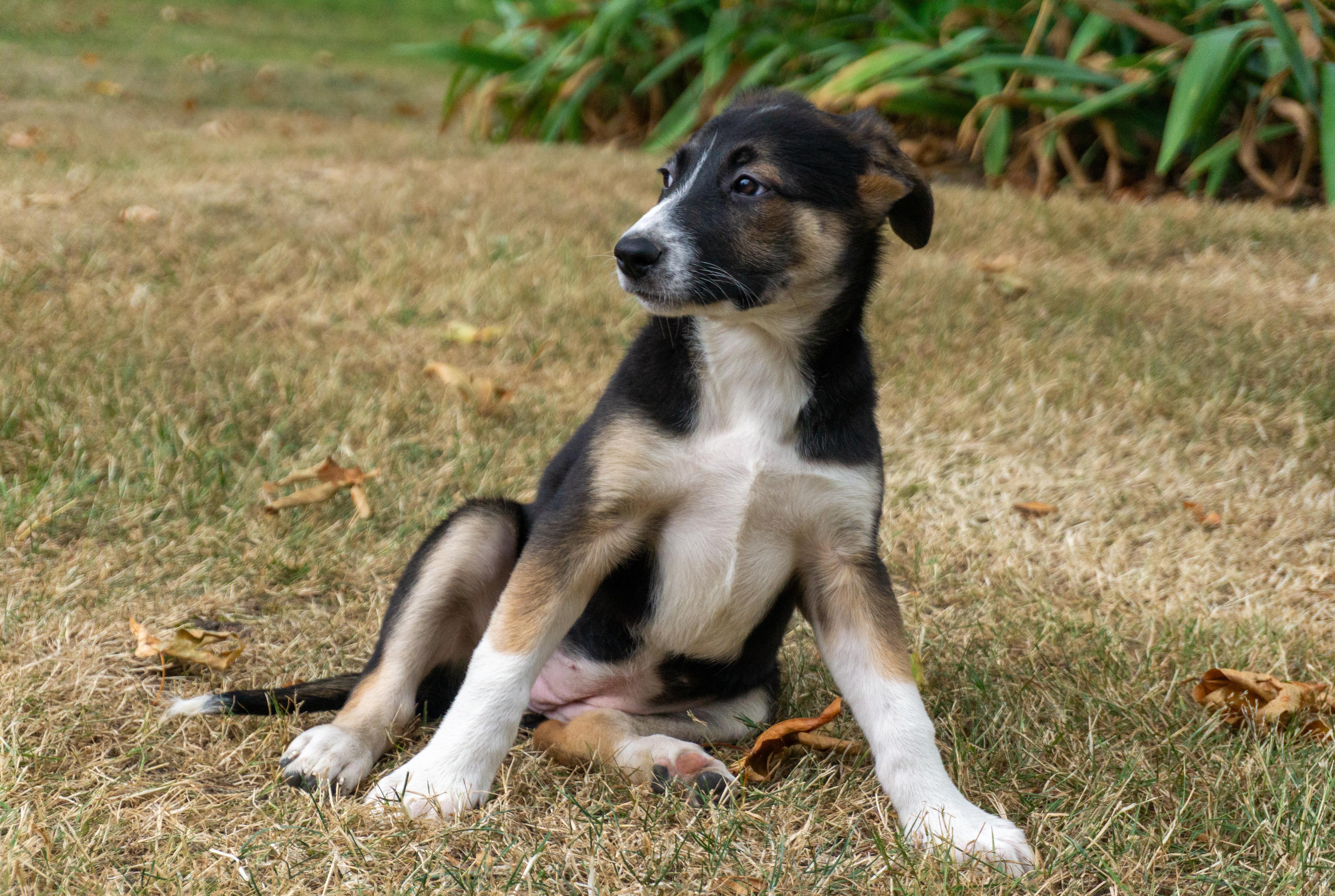 Jessie, ADOPTABLE, Puppy Female Border Collie & Australian Cattle Dog / Blue Heeler.