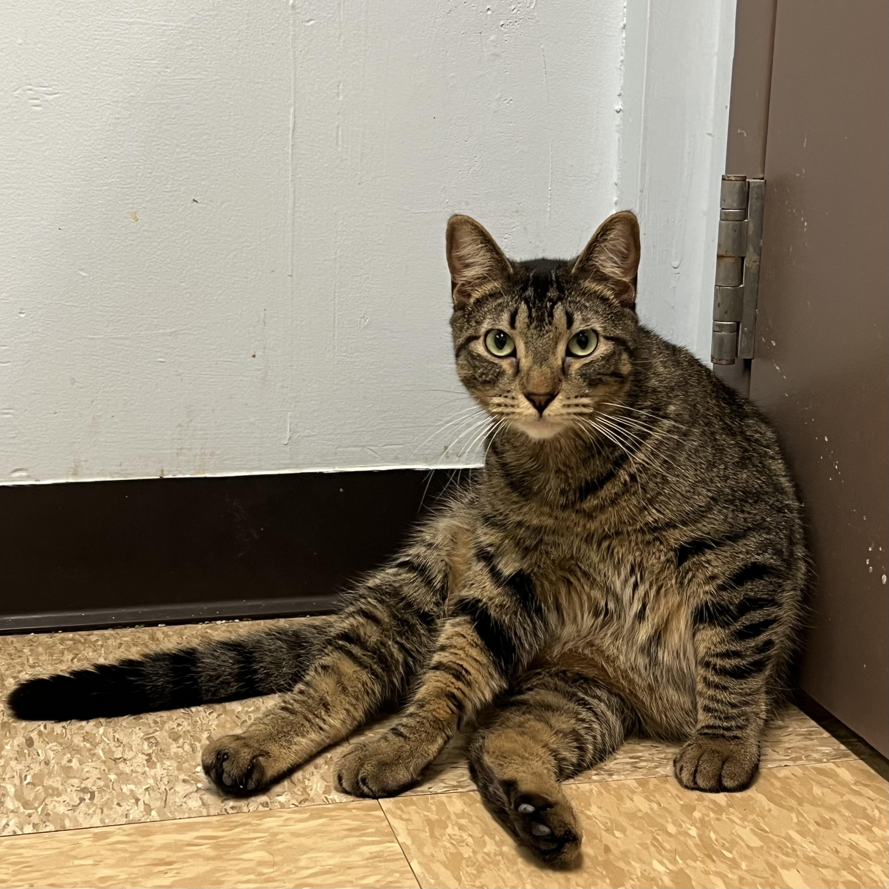 Ari, an adoptable Domestic Short Hair in Fairmont, MN image 4/6