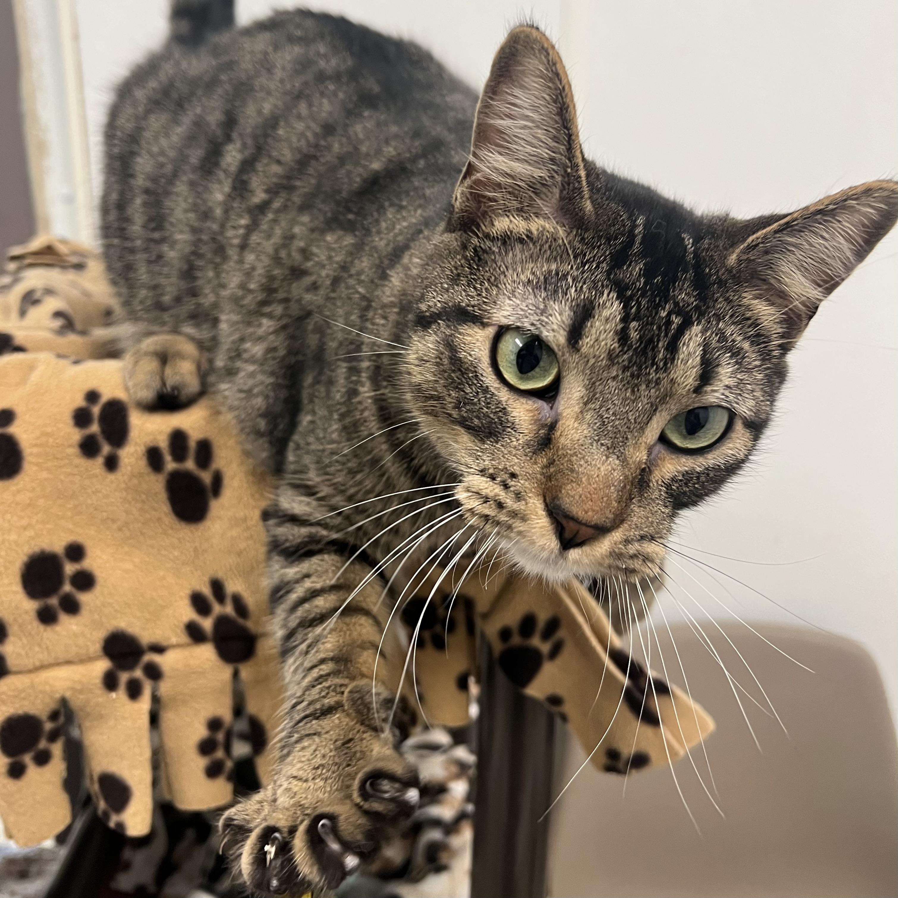 Enlarge Ari, an adoptable Domestic Short Hair in Fairmont, MN image 2/6