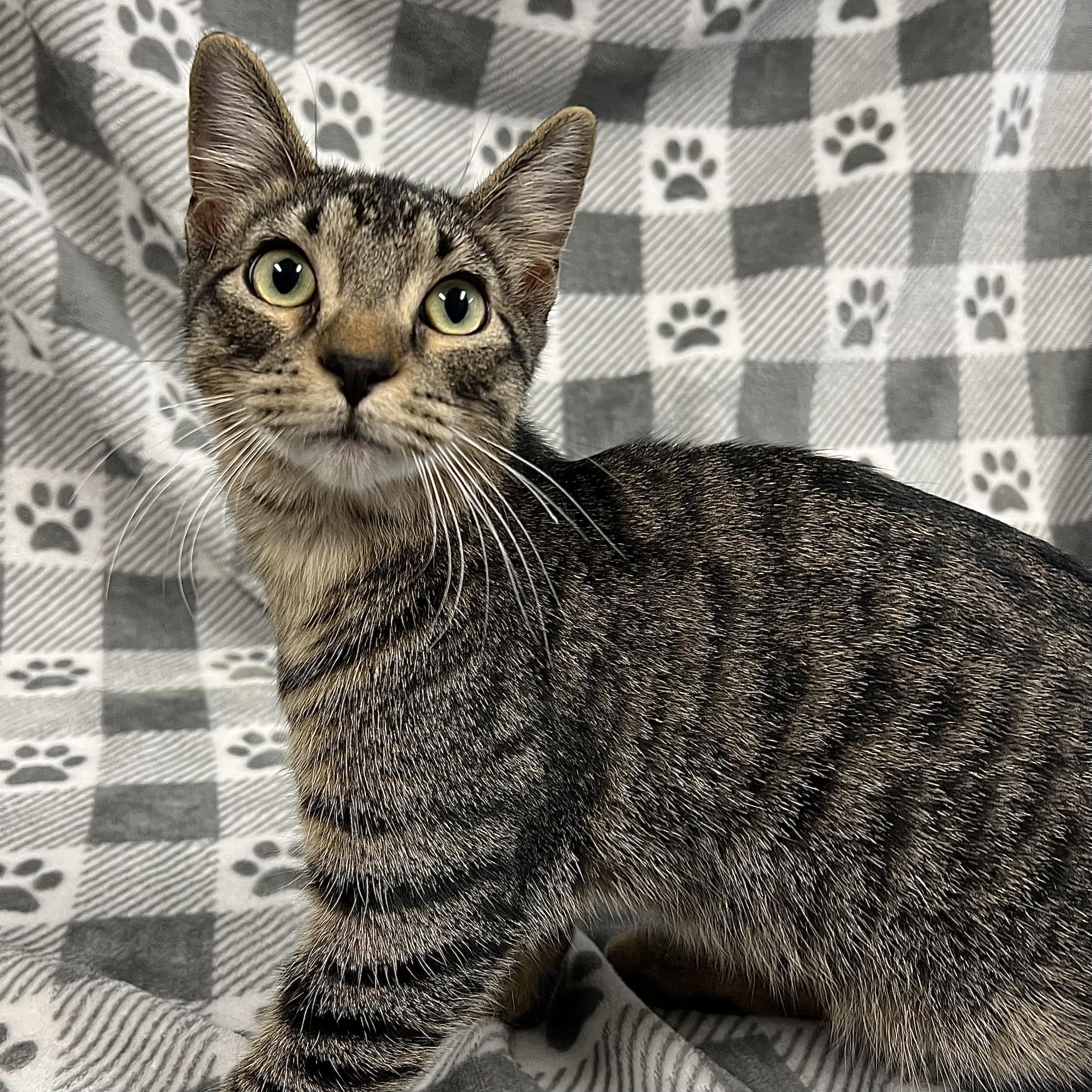 Enlarge Ari **NO FEE** (Sponsored by Figueroa’s Construction), a Adoptable Domestic Short Hair in Fairmont, MN image 2/5