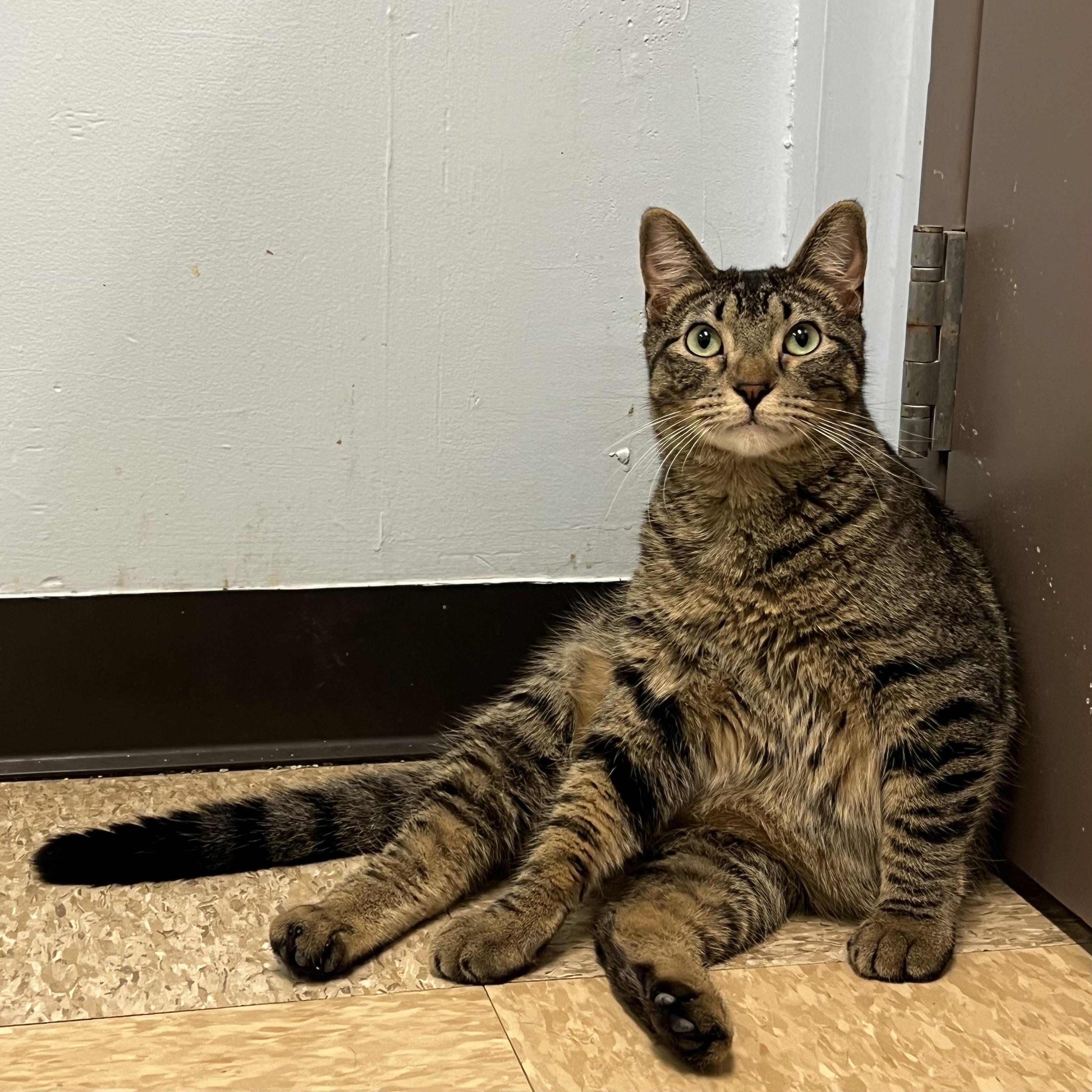 Ari, adoptable, Young Female Domestic Short Hair.
