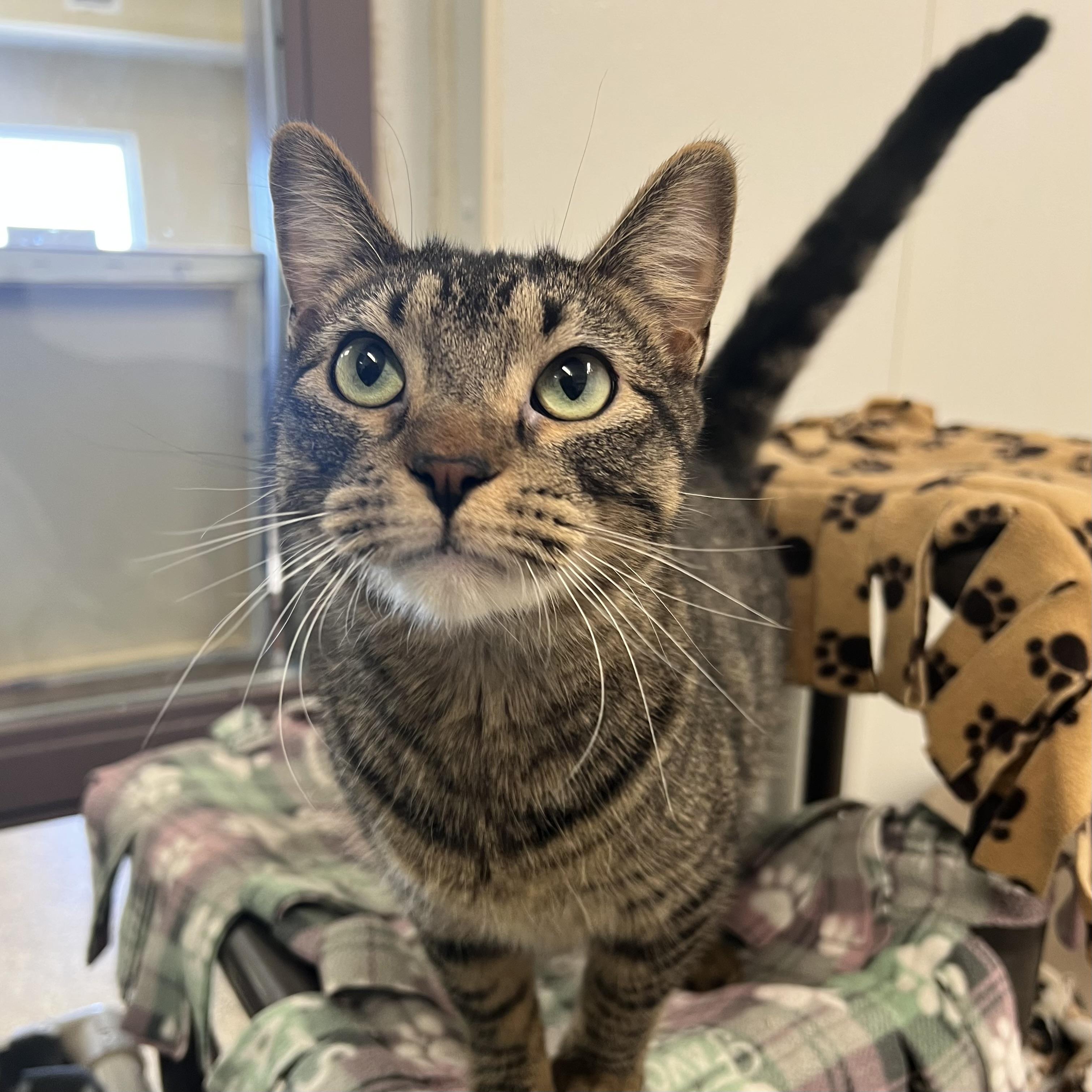 Enlarge Ari, an adoptable Domestic Short Hair in Fairmont, MN image 1/6