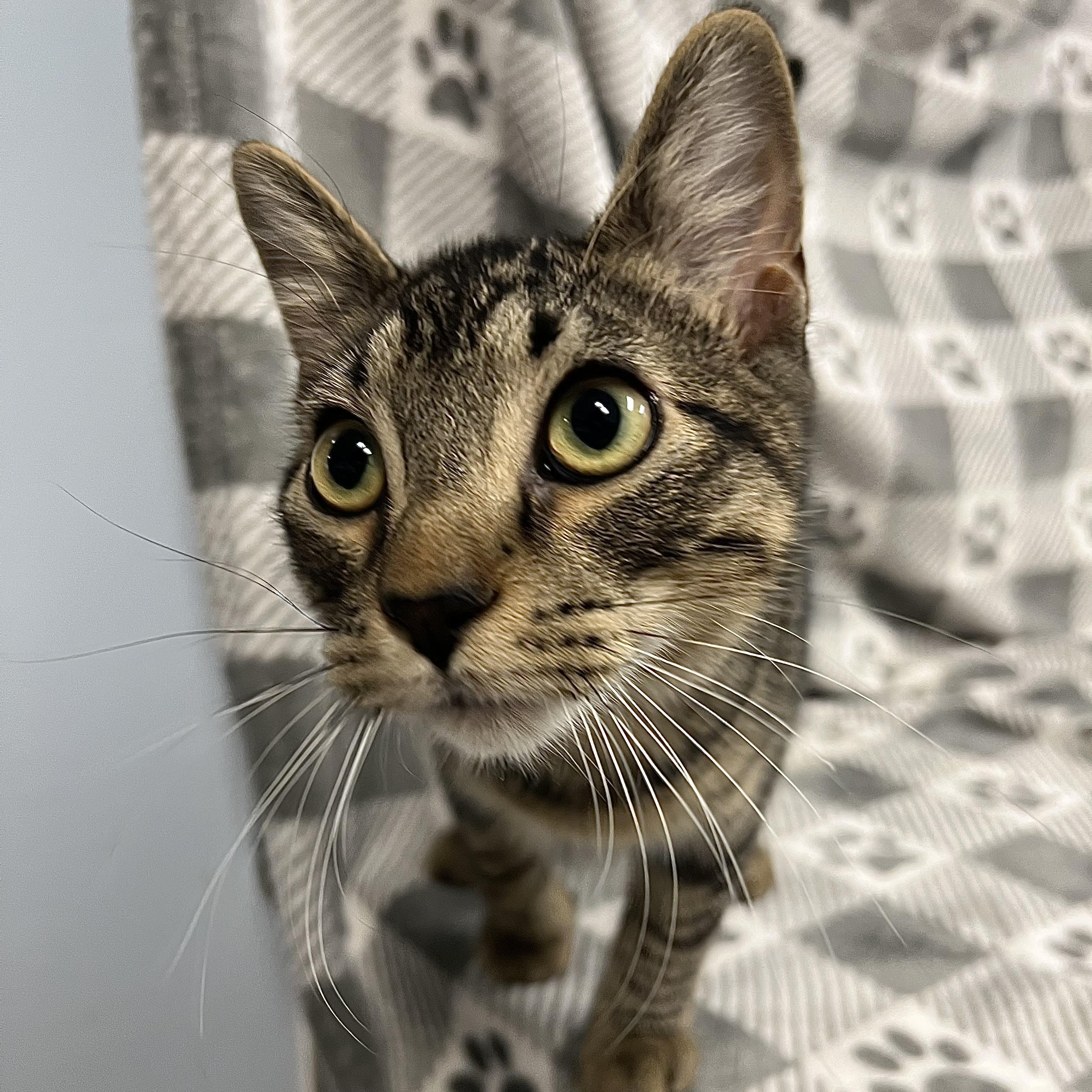 Enlarge Ari **NO FEE** (Sponsored by Figueroa’s Construction), a Adoptable Domestic Short Hair in Fairmont, MN image 5/5