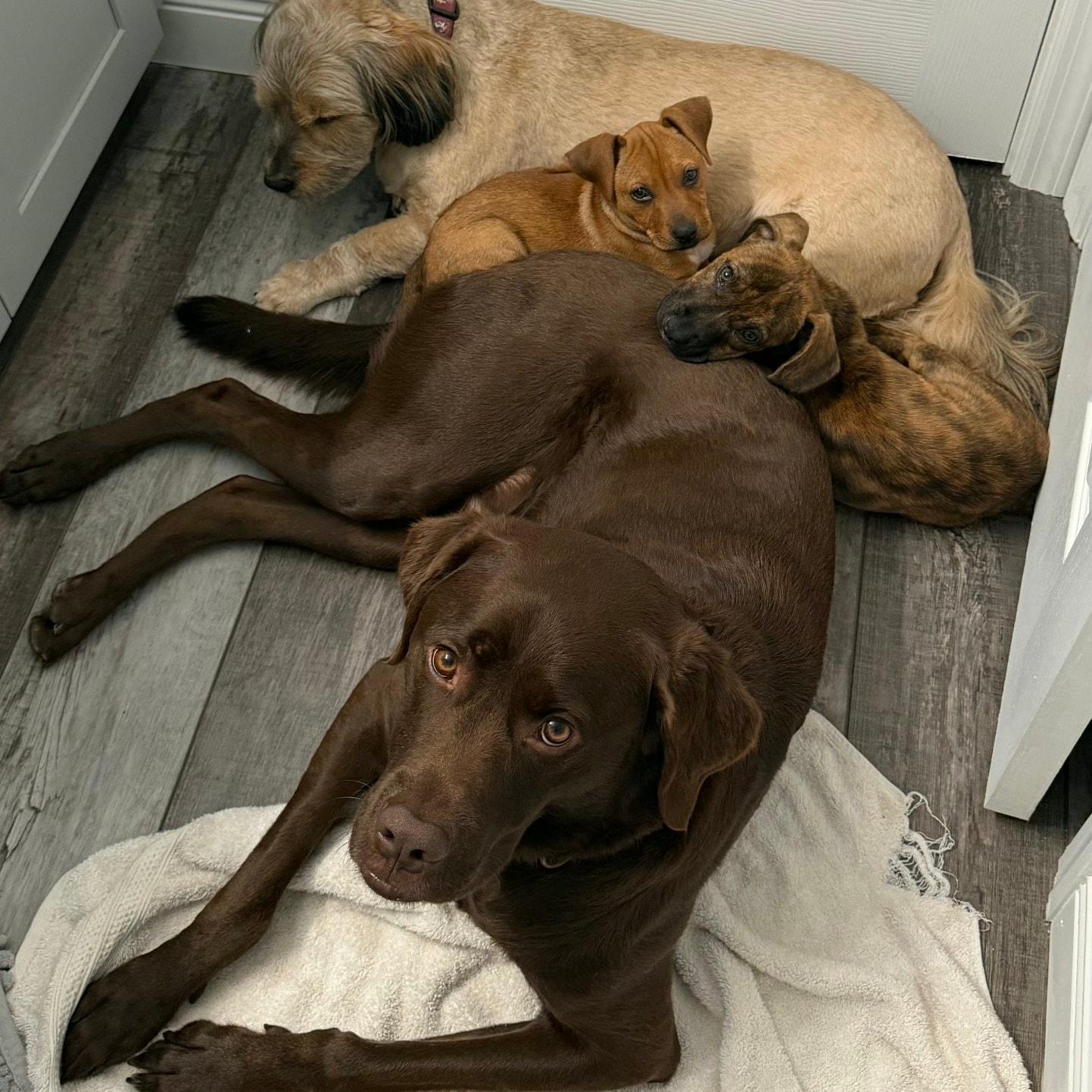 Enlarge Bindi *Adorable Hound Mix Puppy*, a ADOPTABLE mixed breed in Riverview, FL image 5/6