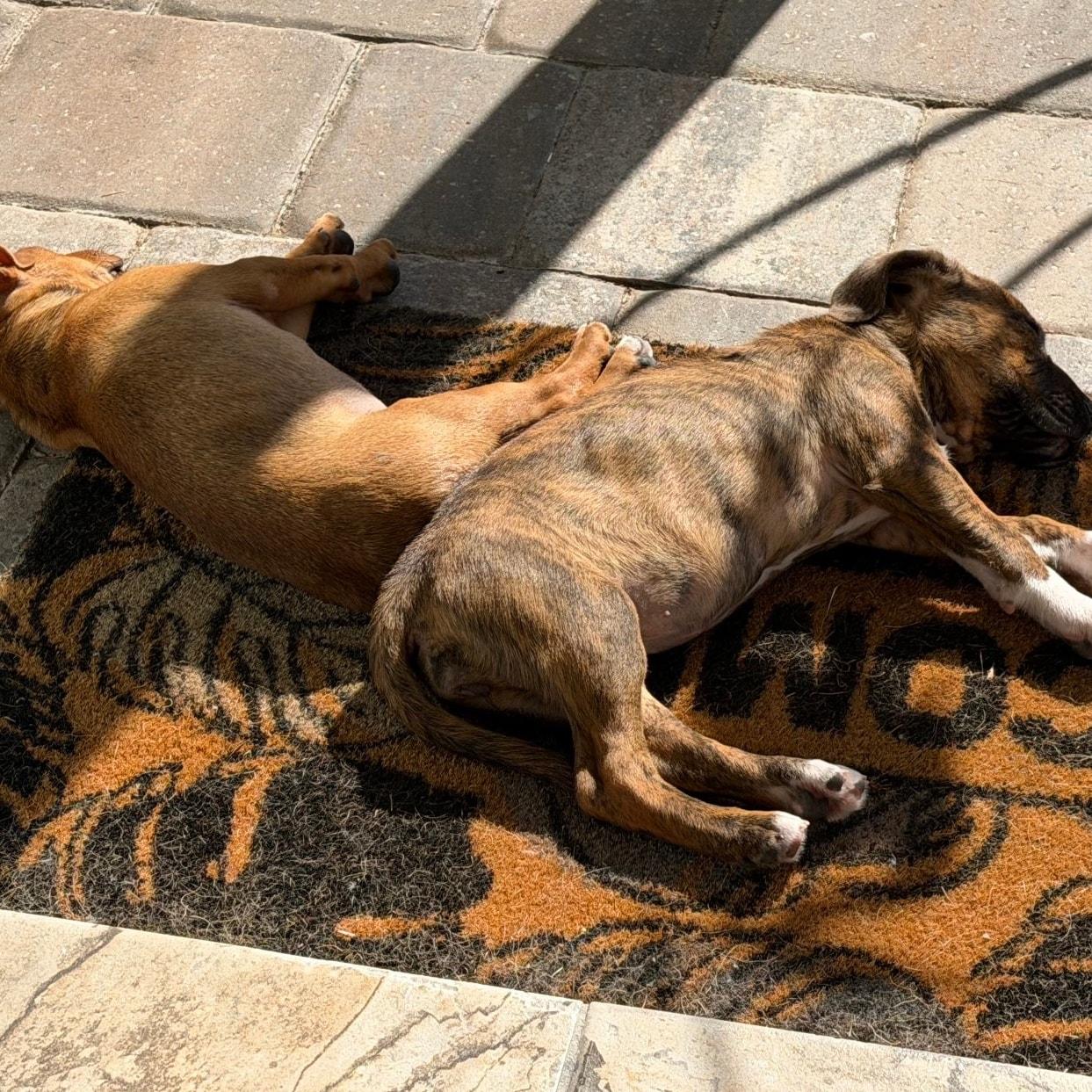 Enlarge Bindi *Adorable Hound Mix Puppy*, a ADOPTABLE mixed breed in Riverview, FL image 6/6