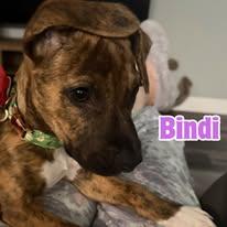 Enlarge Bindi *Adorable Hound Mix Puppy*, a ADOPTABLE mixed breed in Riverview, FL image 2/6