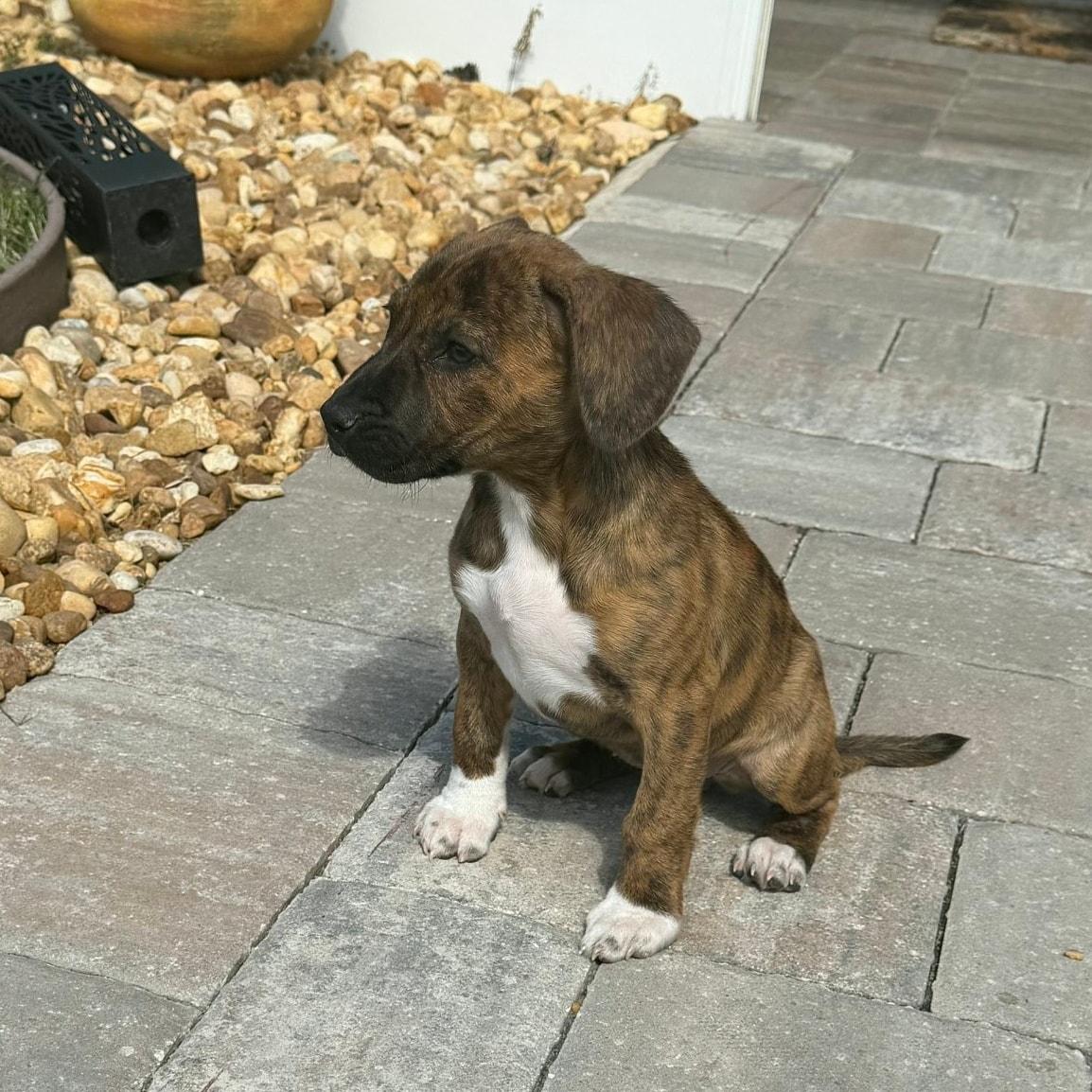Enlarge Bindi *Adorable Hound Mix Puppy*, a ADOPTABLE mixed breed in Riverview, FL image 3/6