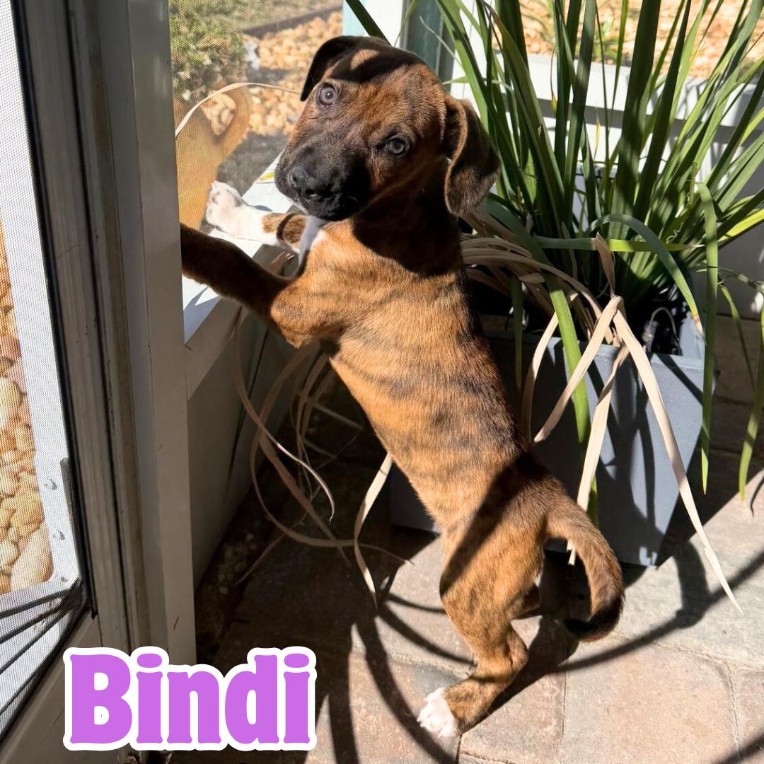 Bindi *Adorable Hound Mix Puppy*, ADOPTABLE, Puppy Female Coonhound & Treeing Walker Coonhound.
