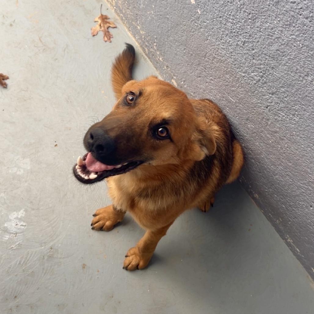 GARTH, Adoptable, Young Male German Shepherd Dog & Mixed Breed.