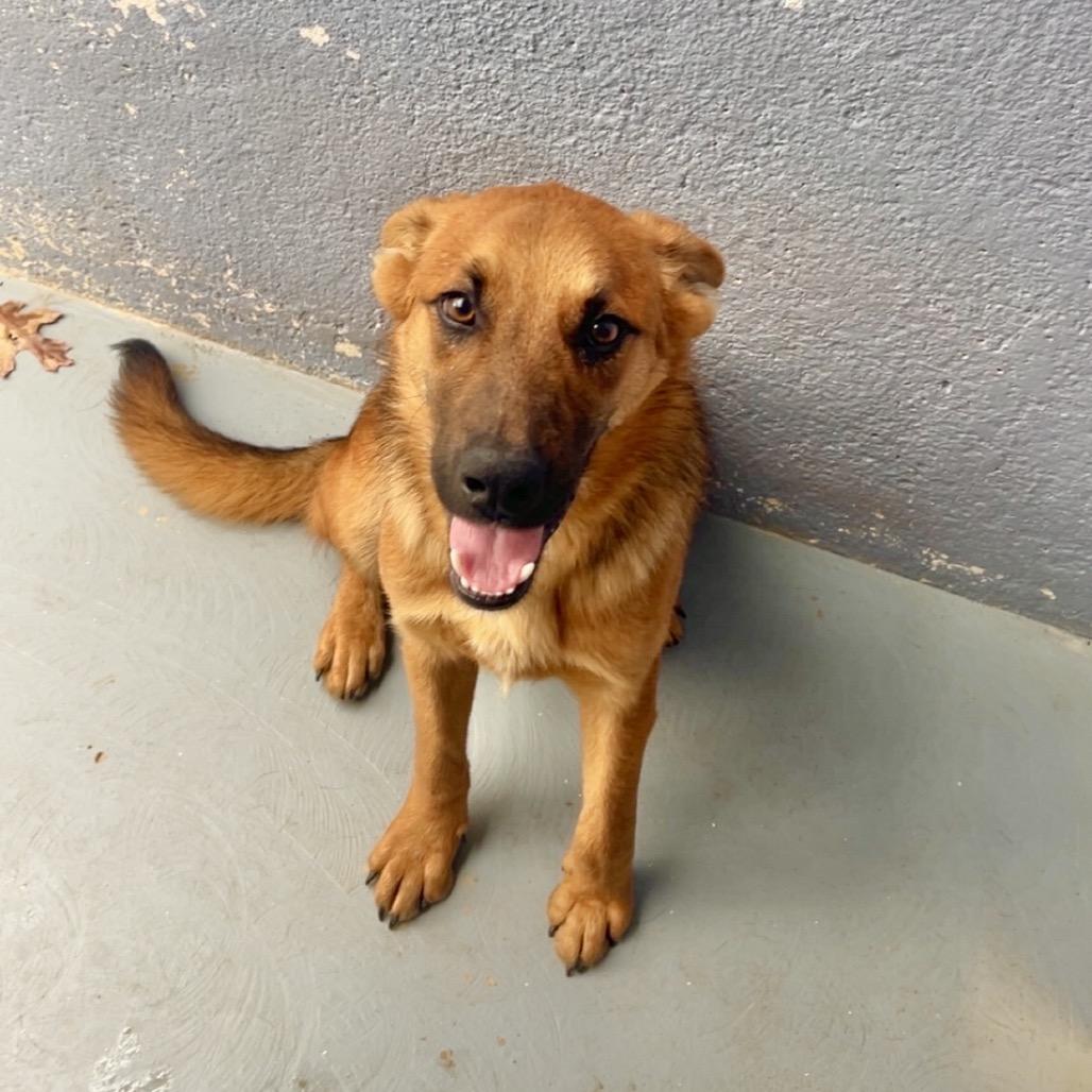 Enlarge GARTH, a Adoptable mixed breed in Kyle, TX image 2/3