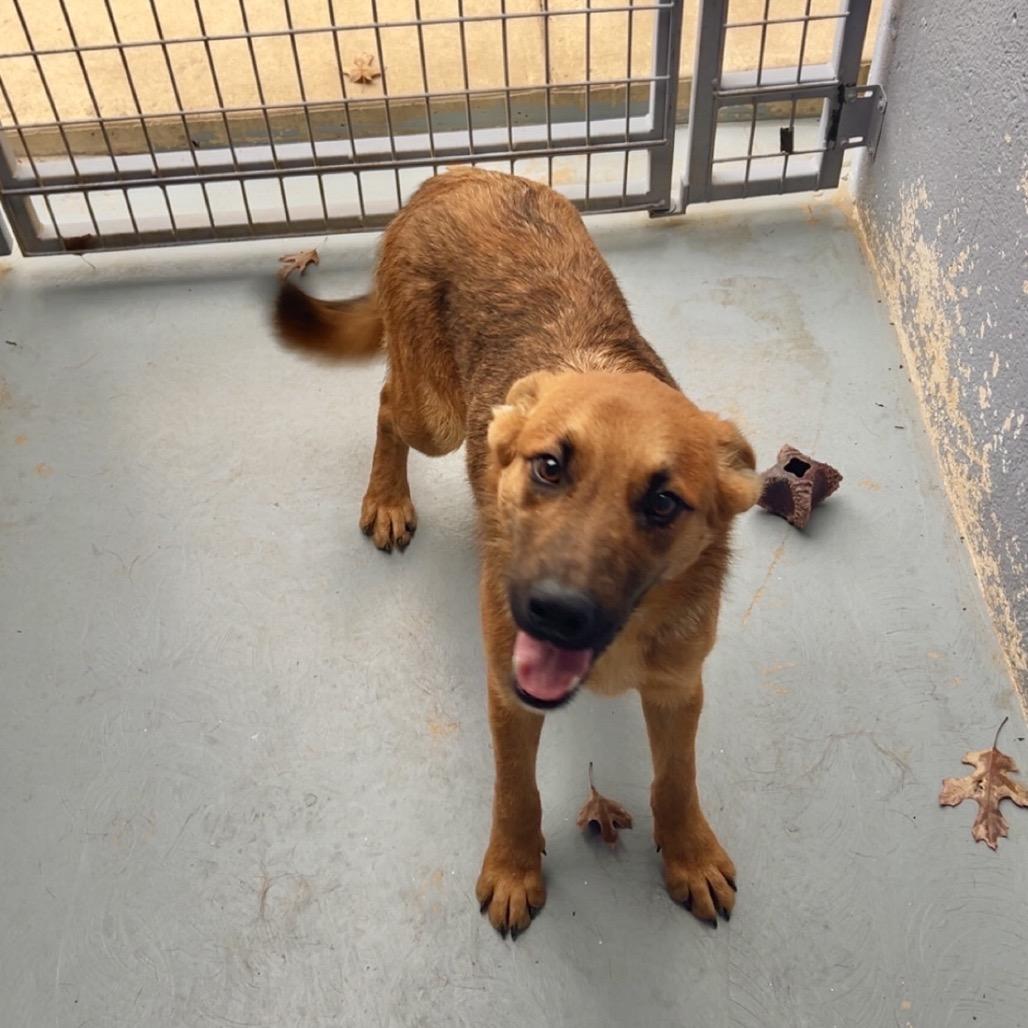 Enlarge GARTH, a Adoptable mixed breed in Kyle, TX image 3/3