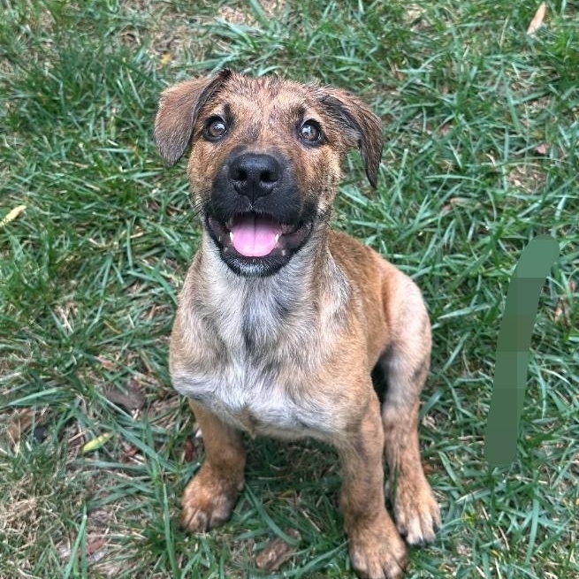 Enlarge Titan, a Adoptable mixed breed in Colonial Heights, VA image 2/5