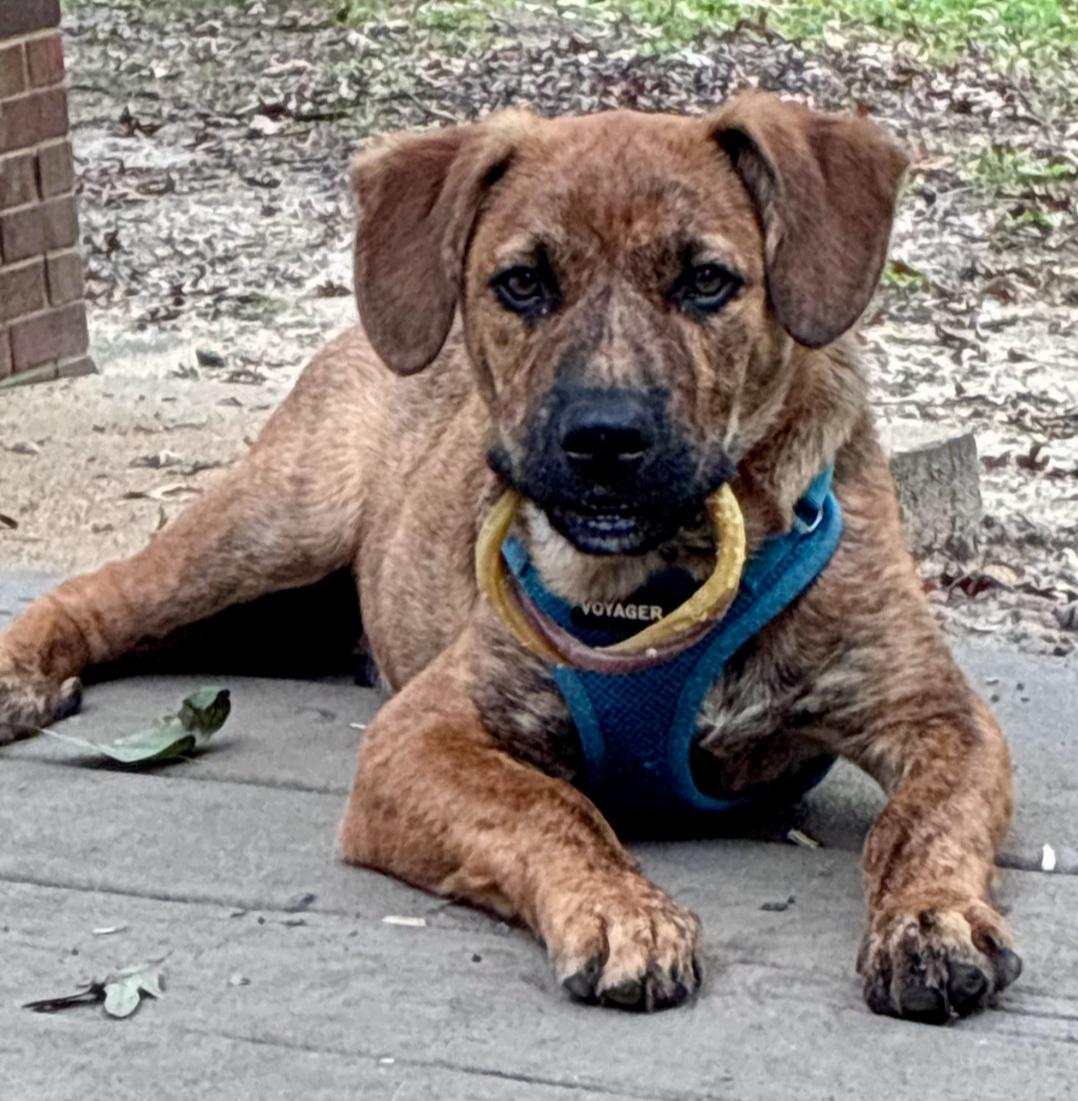 Enlarge Titan, a Adoptable mixed breed in Colonial Heights, VA image 3/5