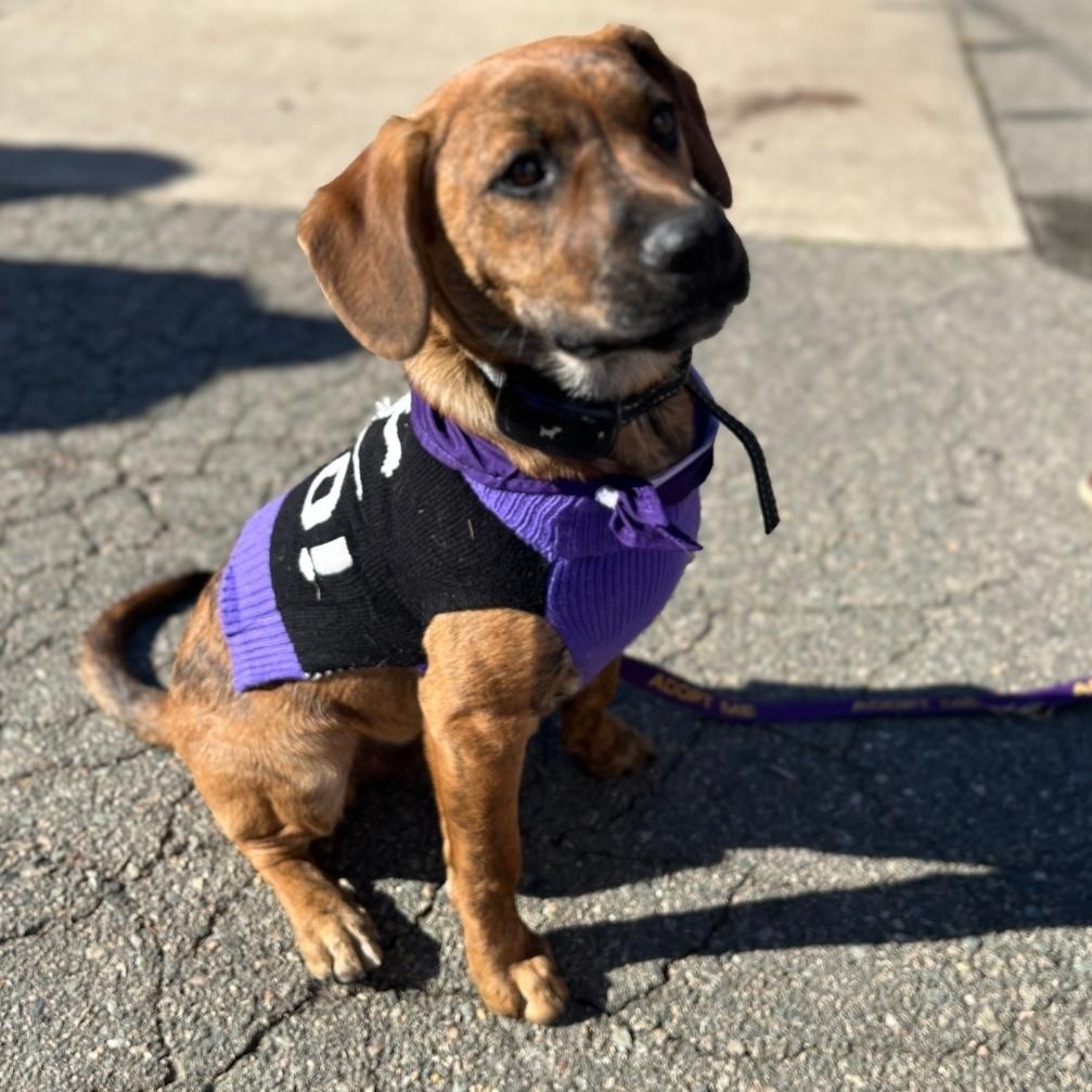 Enlarge Titan, a Adoptable mixed breed in Colonial Heights, VA image 1/5