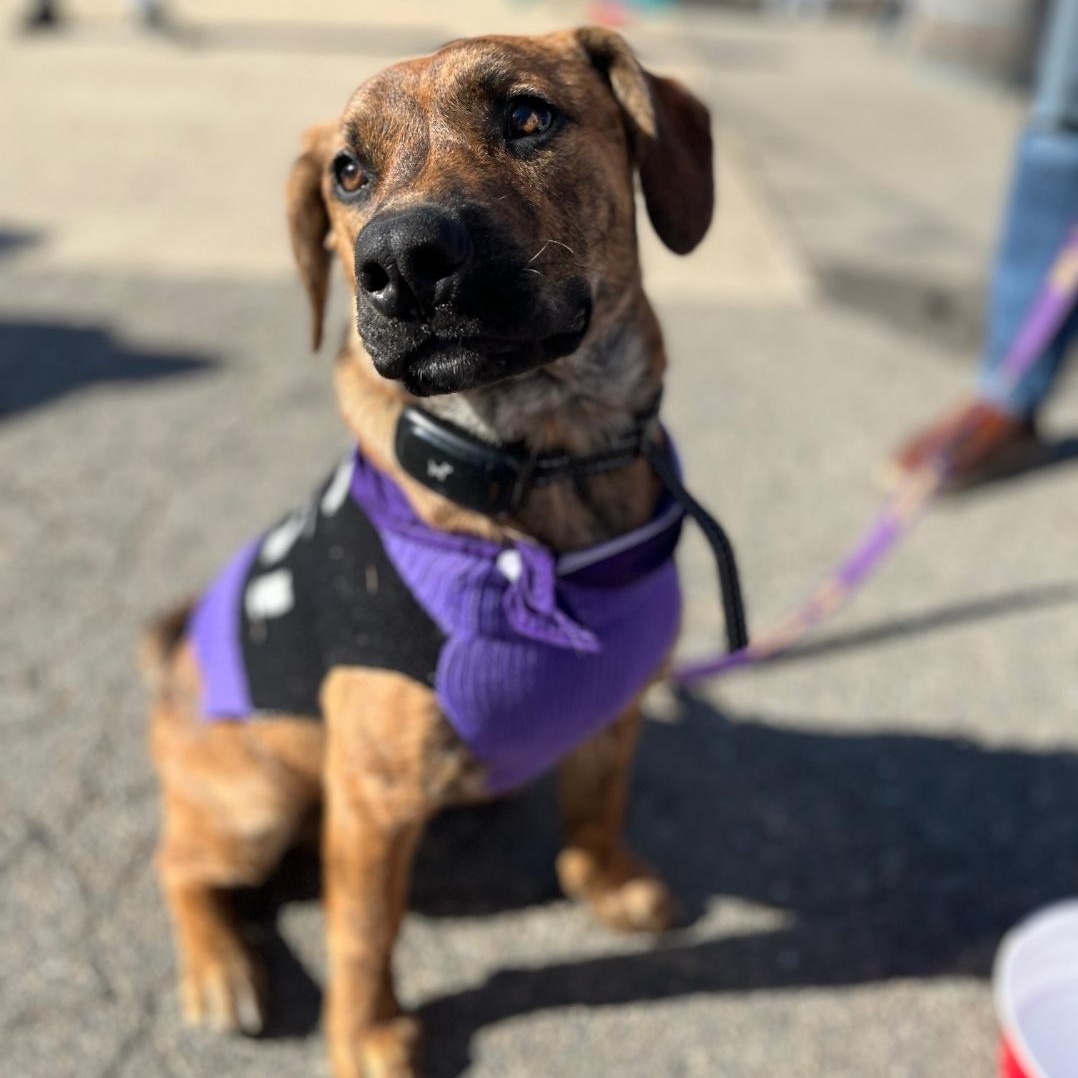 Enlarge Titan, a Adoptable mixed breed in Colonial Heights, VA image 4/5
