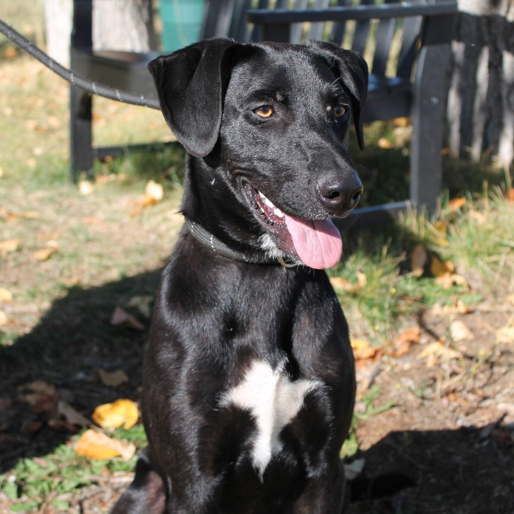 Otter, Adoptable, Young Male Mixed Breed.