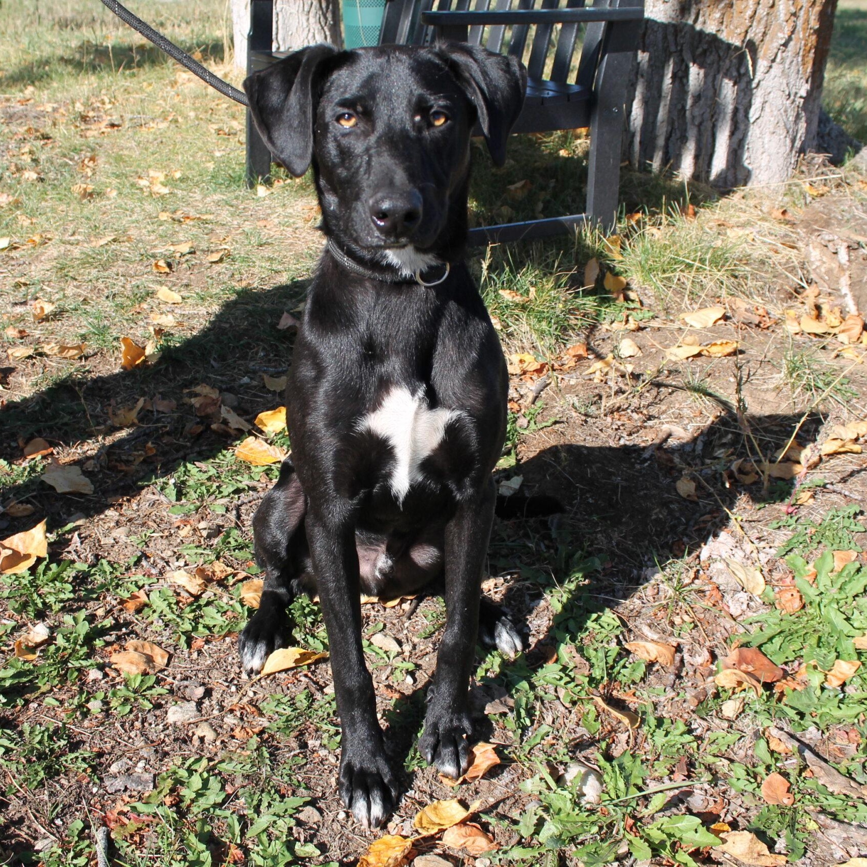 Enlarge Otter, a Adoptable Mixed Breed in McCall, ID image 2/2
