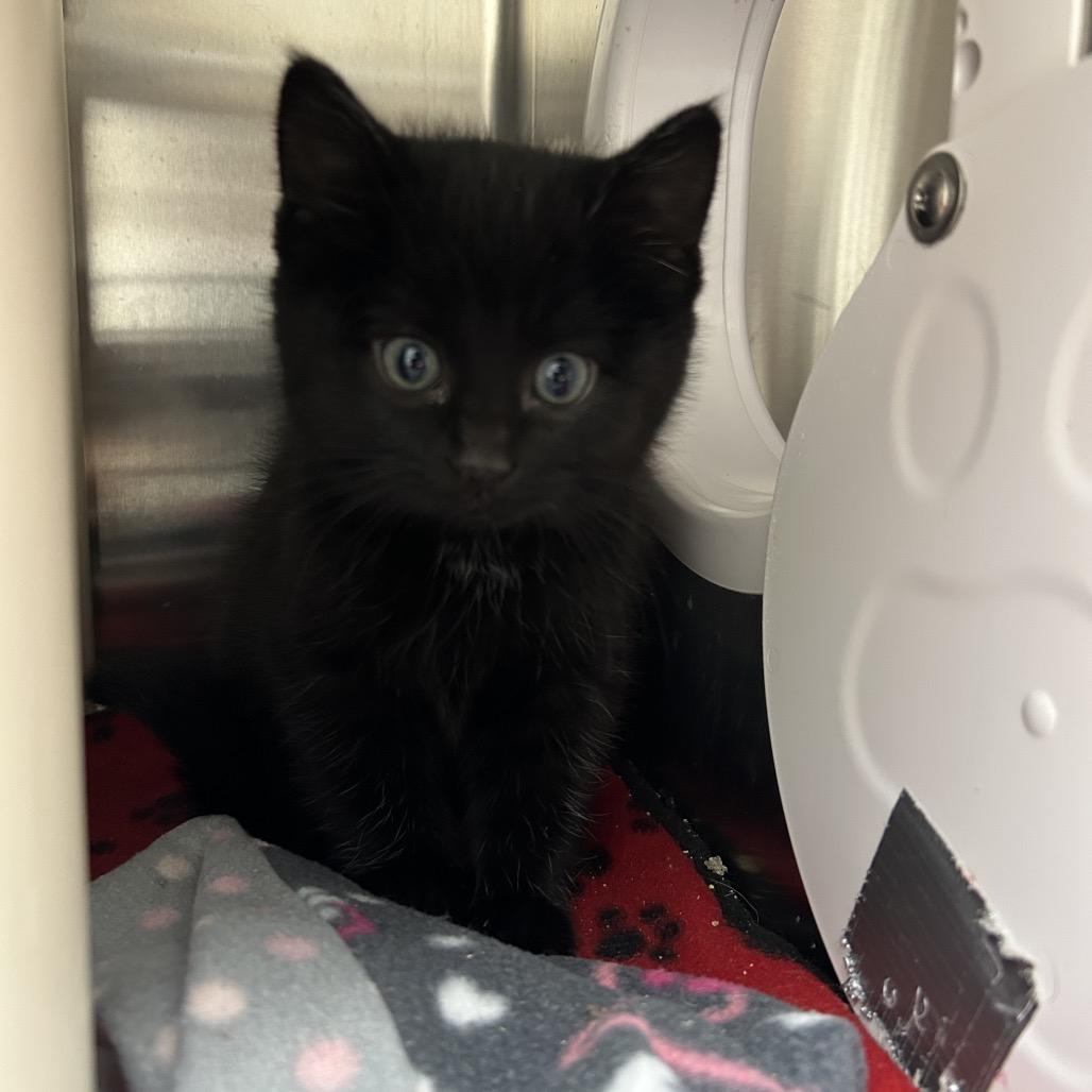Enlarge Fievel, a Adoptable Domestic Medium Hair in Detroit Lakes, MN image 1/3