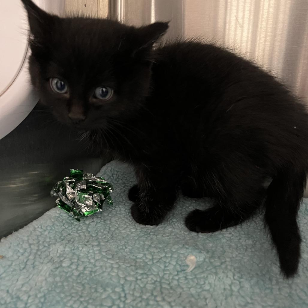 Enlarge Fievel, a Adoptable Domestic Medium Hair in Detroit Lakes, MN image 2/3