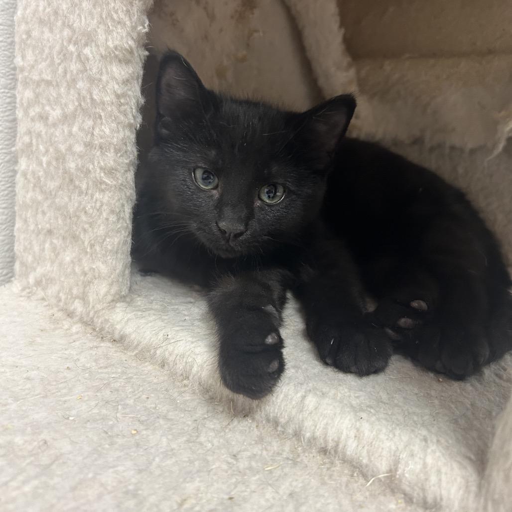 Enlarge Fievel, a Adoptable Domestic Medium Hair in Detroit Lakes, MN image 3/3