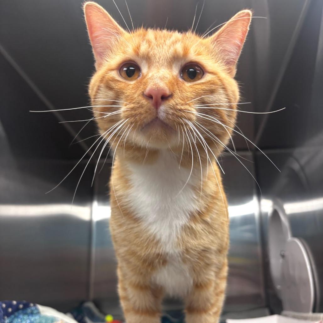 Enlarge Maury - PetSmart Belleville, a Adoptable Domestic Short Hair in Belleville, IL image 1/1