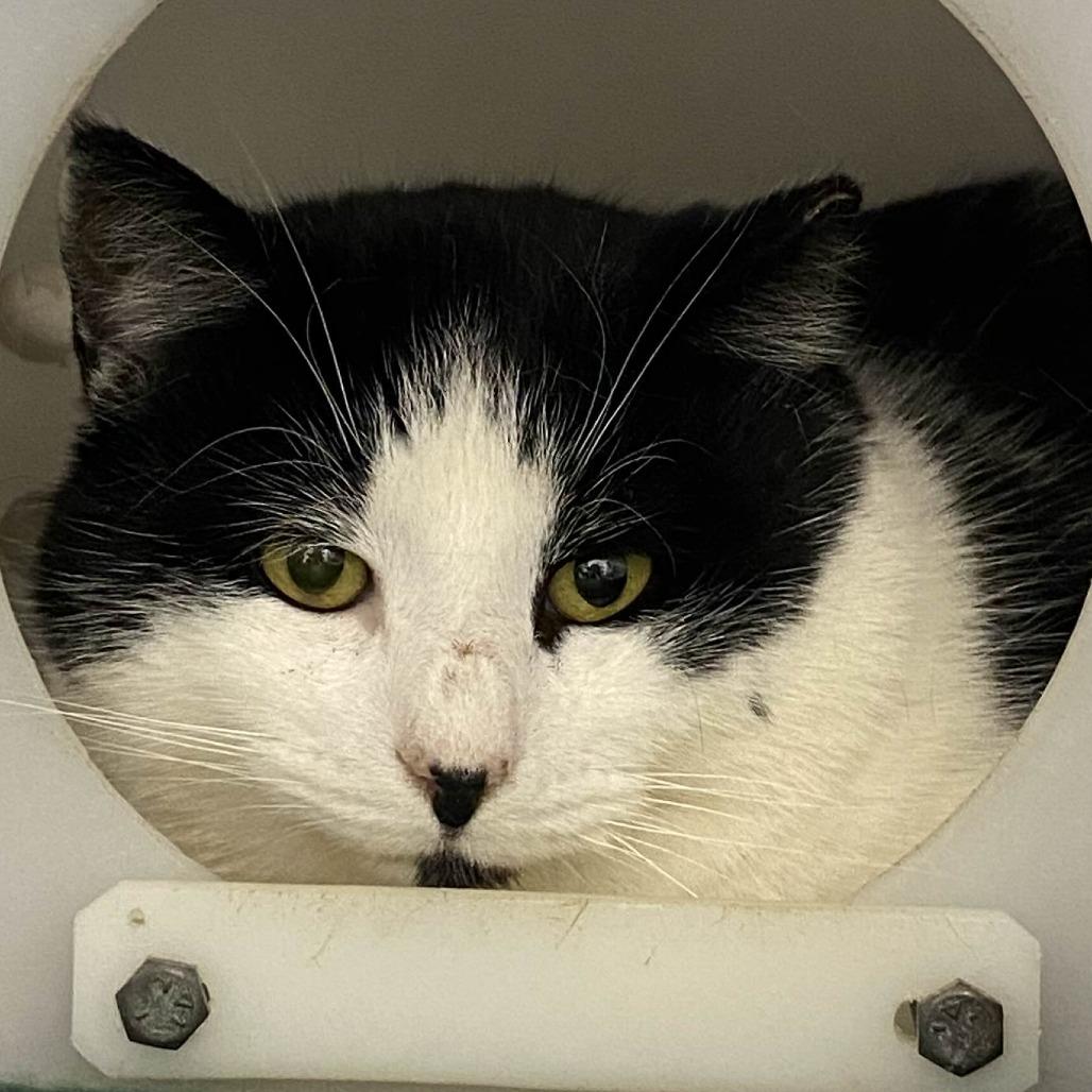 Enlarge Hank, a Adoptable Domestic Medium Hair in Gloucester, VA image 1/1