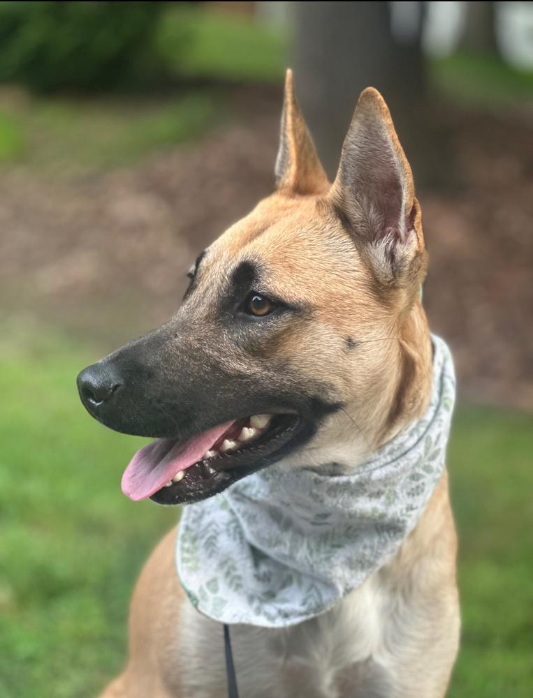 Cinder, Adoptable, Adult Female German Shepherd Dog & Labrador Retriever.