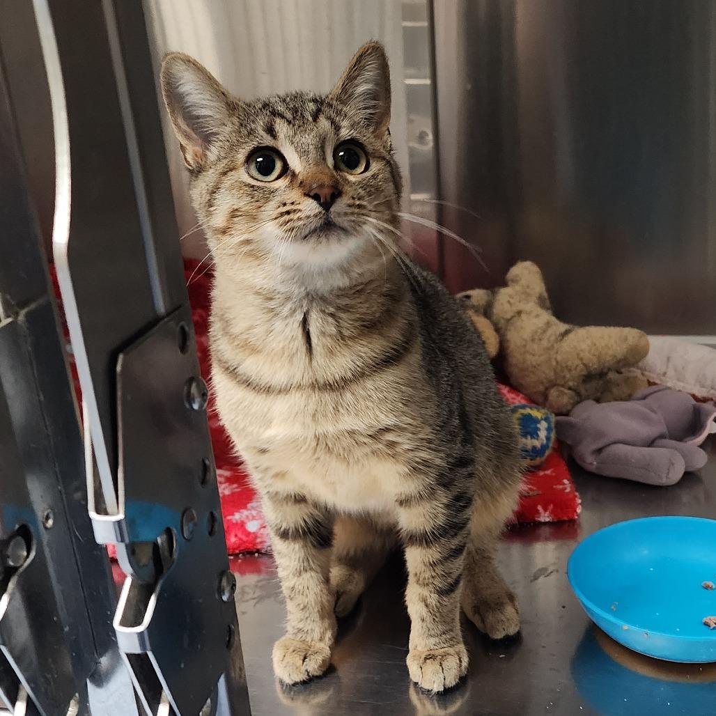 Nibbles, Adoptable, Young Male Domestic Short Hair.