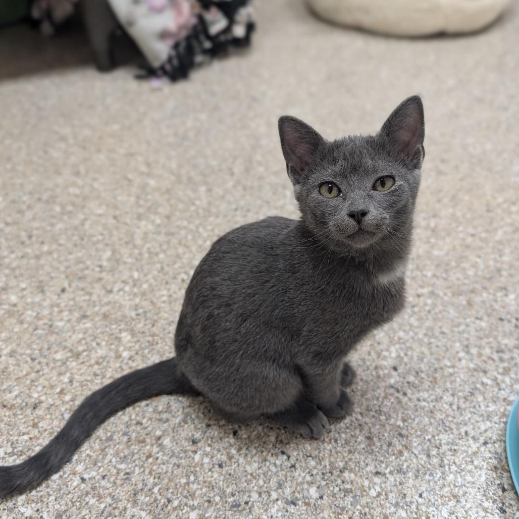Gunray, Adoptable, Kitten Female Domestic Short Hair.