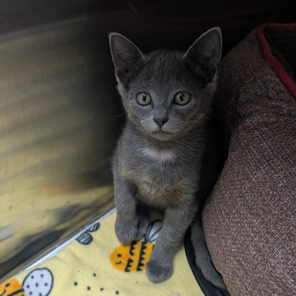 Enlarge Gunray, a Adoptable Domestic Short Hair in Detroit Lakes, MN image 2/2