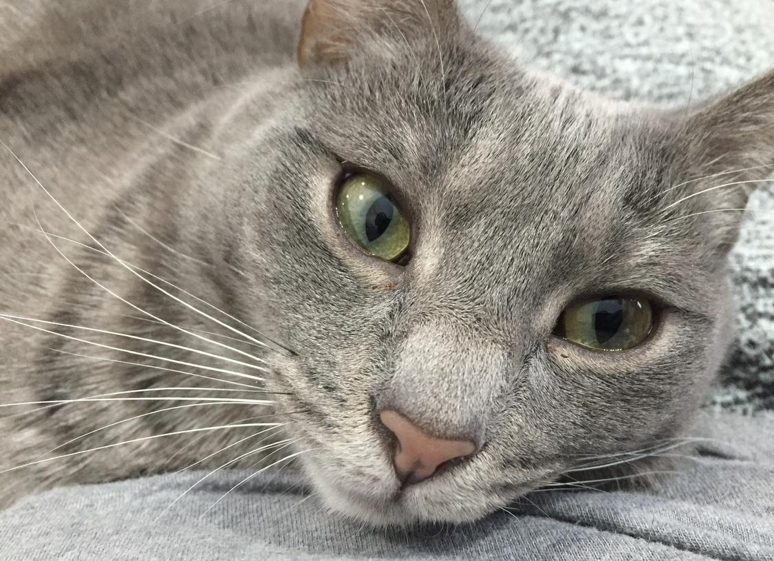 Smokey, Adoptable, Adult Female Domestic Short Hair.