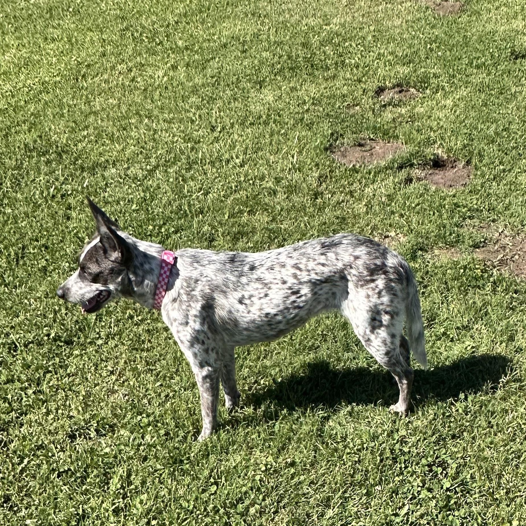 Dottie ( Donna), an adopted Australian Cattle Dog / Blue Heeler in Los Angeles, CA image 2/4