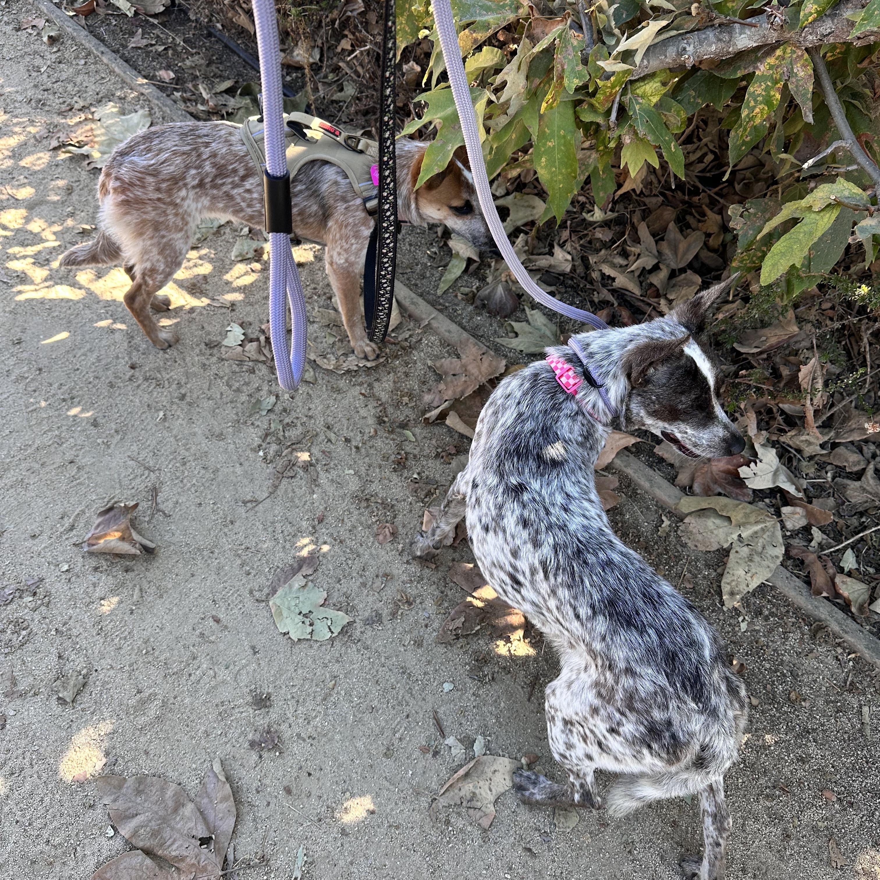 Dottie ( Donna), an adopted Australian Cattle Dog / Blue Heeler in Los Angeles, CA image 3/4