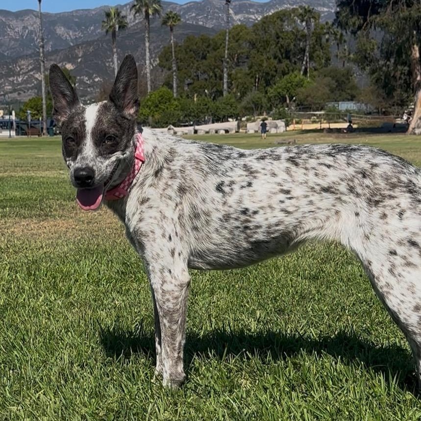 Dottie ( Donna), an adopted Australian Cattle Dog / Blue Heeler in Los Angeles, CA image 1/4