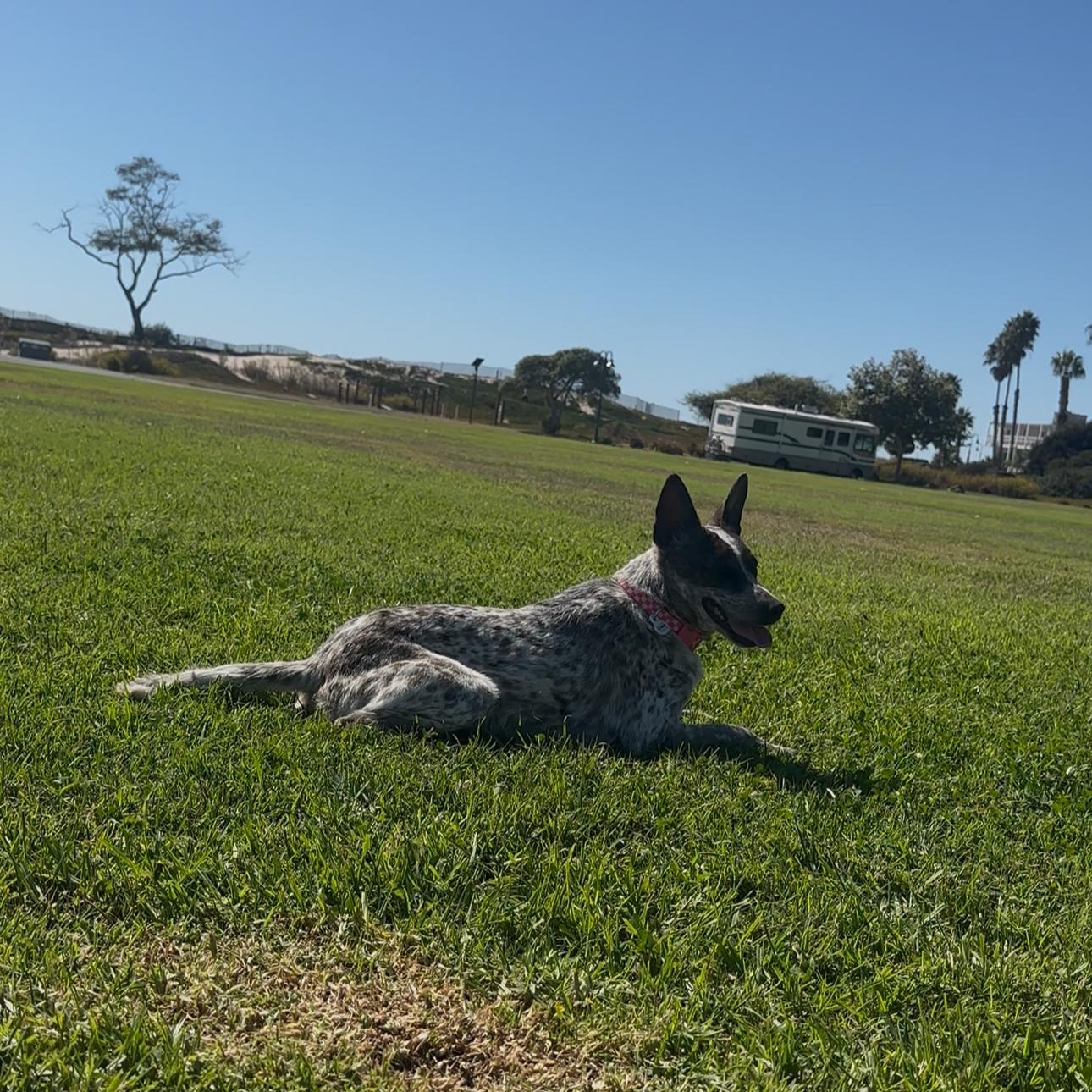 Dottie ( Donna), an adopted Australian Cattle Dog / Blue Heeler in Los Angeles, CA image 4/4