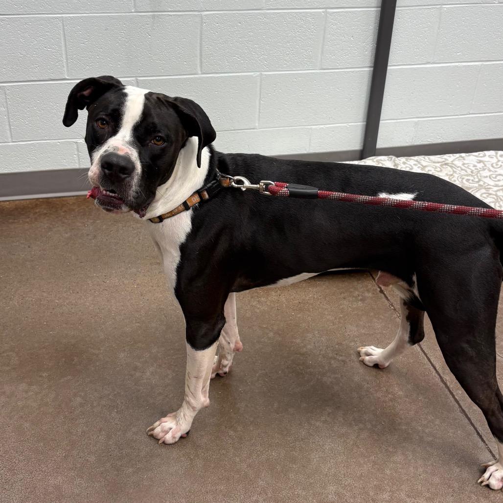 Kilua, Adoptable, Adult Male Pit Bull Terrier.