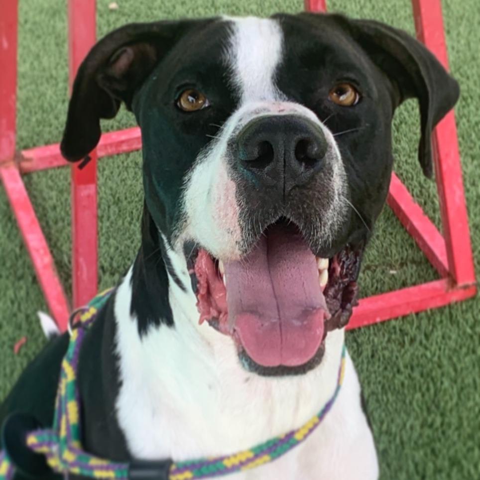 Kilua, a Adoptable Pit Bull Terrier in Chattanooga, TN image 2/6