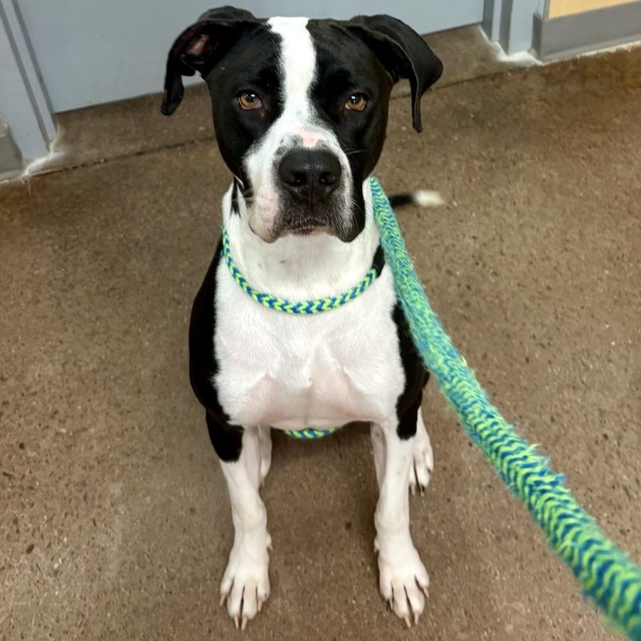 Kilua, a Adoptable Pit Bull Terrier in Chattanooga, TN image 3/6