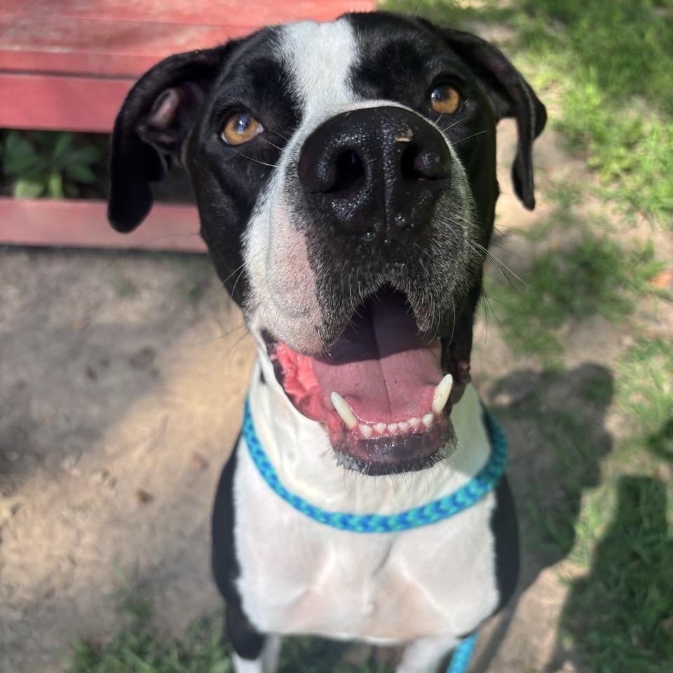 Kilua, a Adoptable Pit Bull Terrier in Chattanooga, TN image 4/6