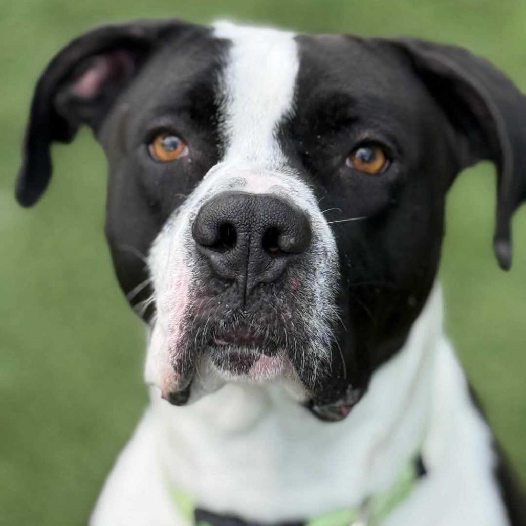 Kilua, a Adoptable Pit Bull Terrier in Chattanooga, TN image 5/6