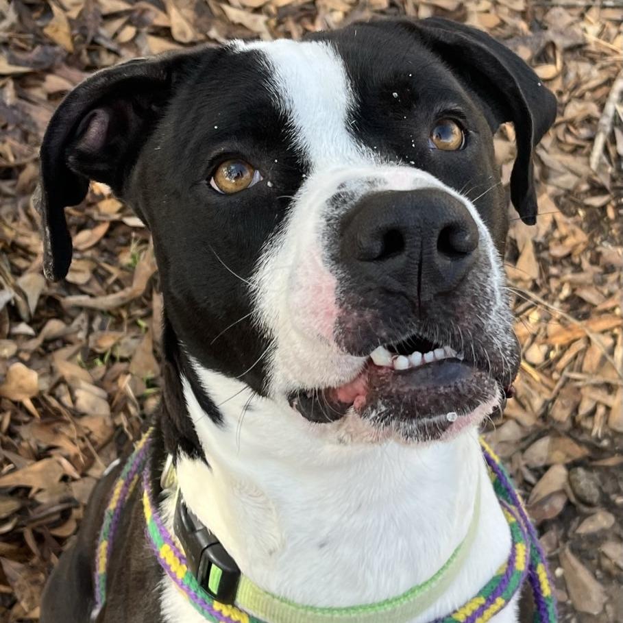 Enlarge Kilua, a Adoptable Pit Bull Terrier in Chattanooga, TN image 5/6