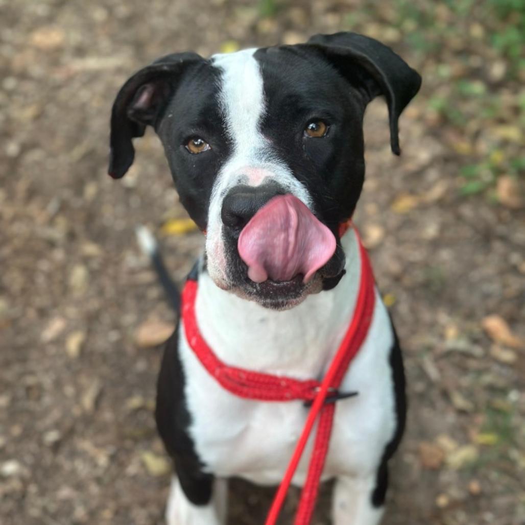 Kilua, a Adoptable Pit Bull Terrier in Chattanooga, TN image 6/6