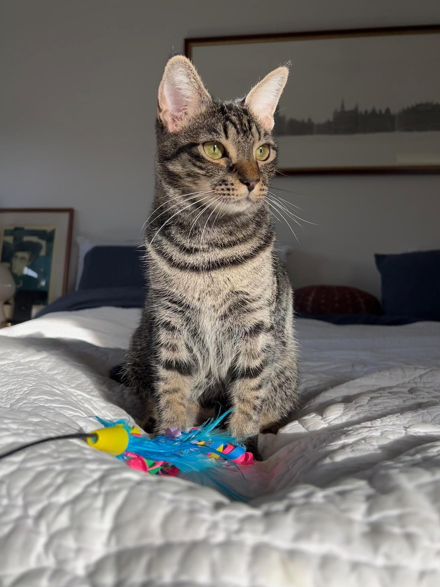 Kiki - LOCATED IN THE NE, Adoptable, Adult Female Abyssinian & Domestic Short Hair.