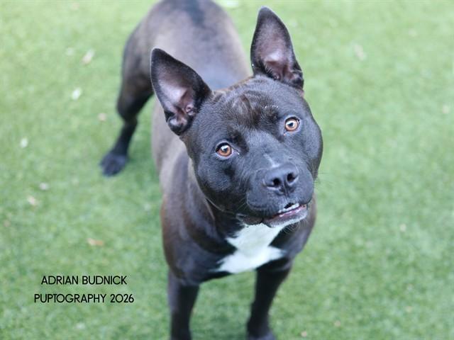 Knight, ADOPTABLE, Adult Male Mixed Breed.