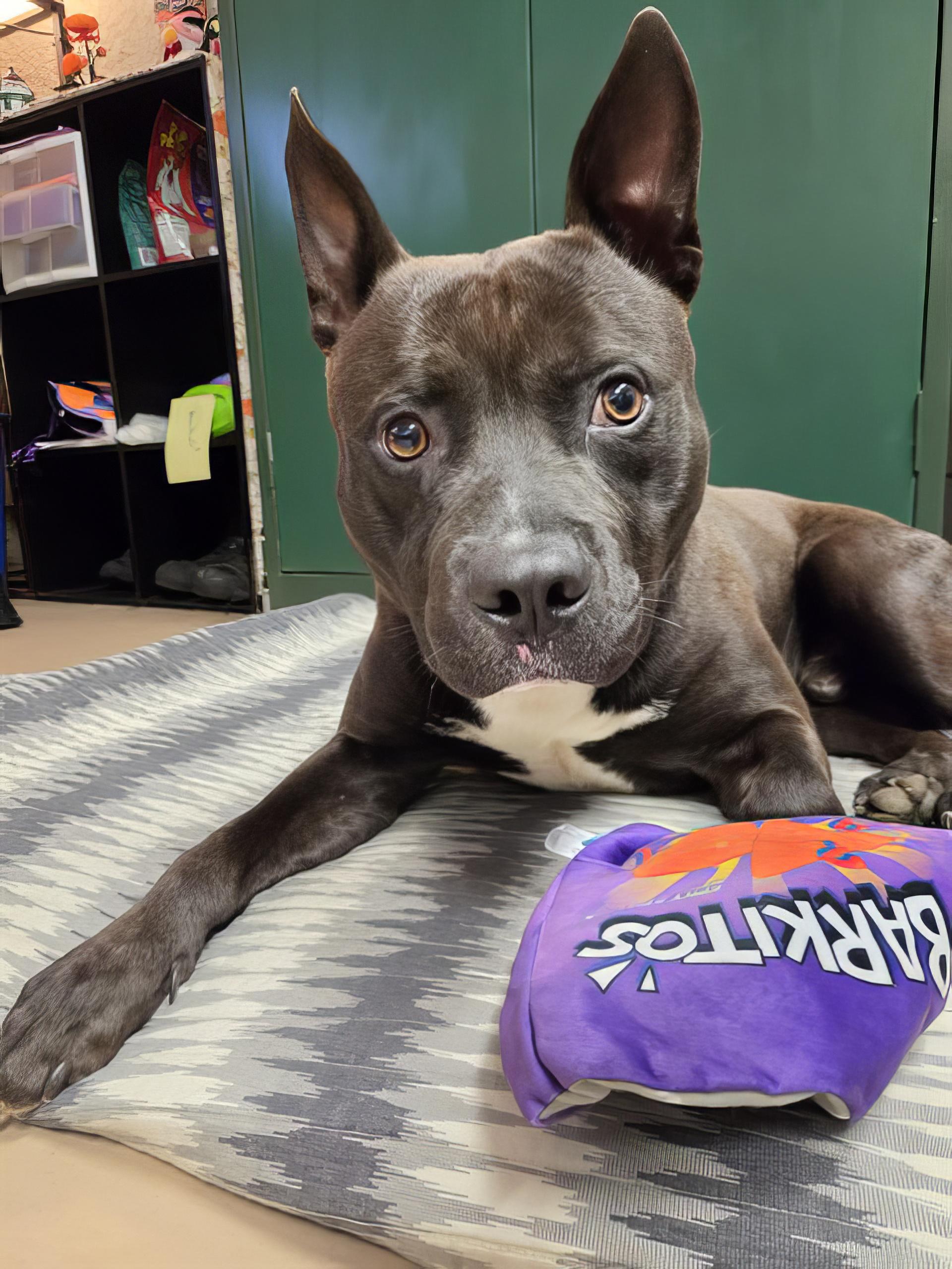 Enlarge Knight, a ADOPTABLE Mixed Breed in Nashville, TN image 2/2