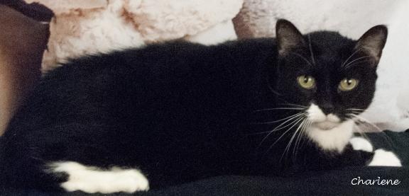 Enlarge Juliet, a ADOPTABLE Domestic Short Hair in Newland, NC image 1/1