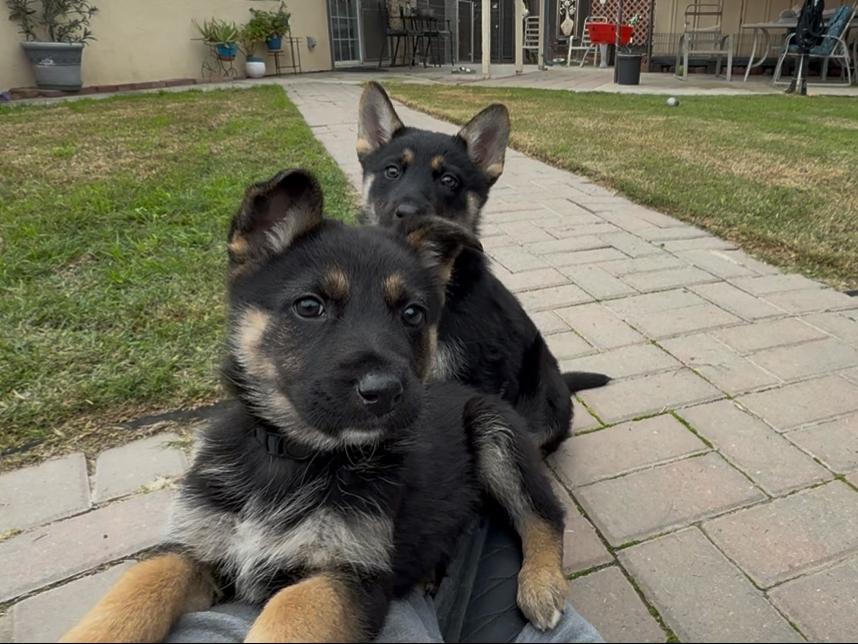 Puppy Timmy, Adoptable, Puppy Male German Shepherd Dog.
